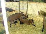 FieraBestiane (29)